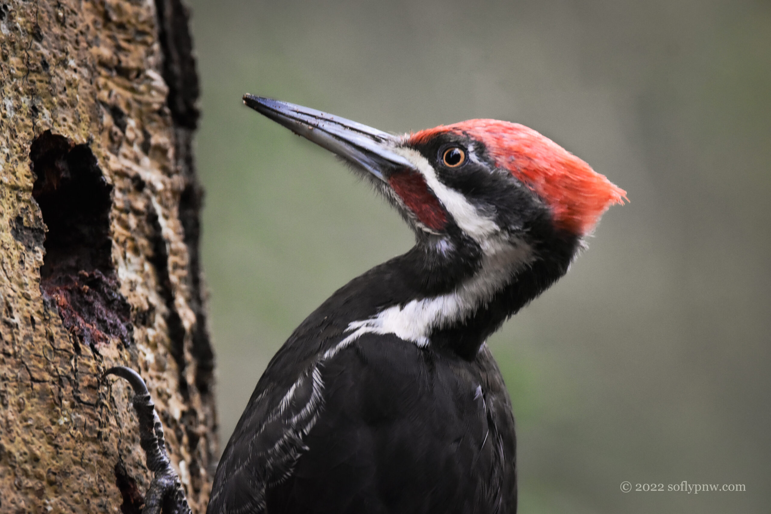 Closeup image of a pileated woodpecker head