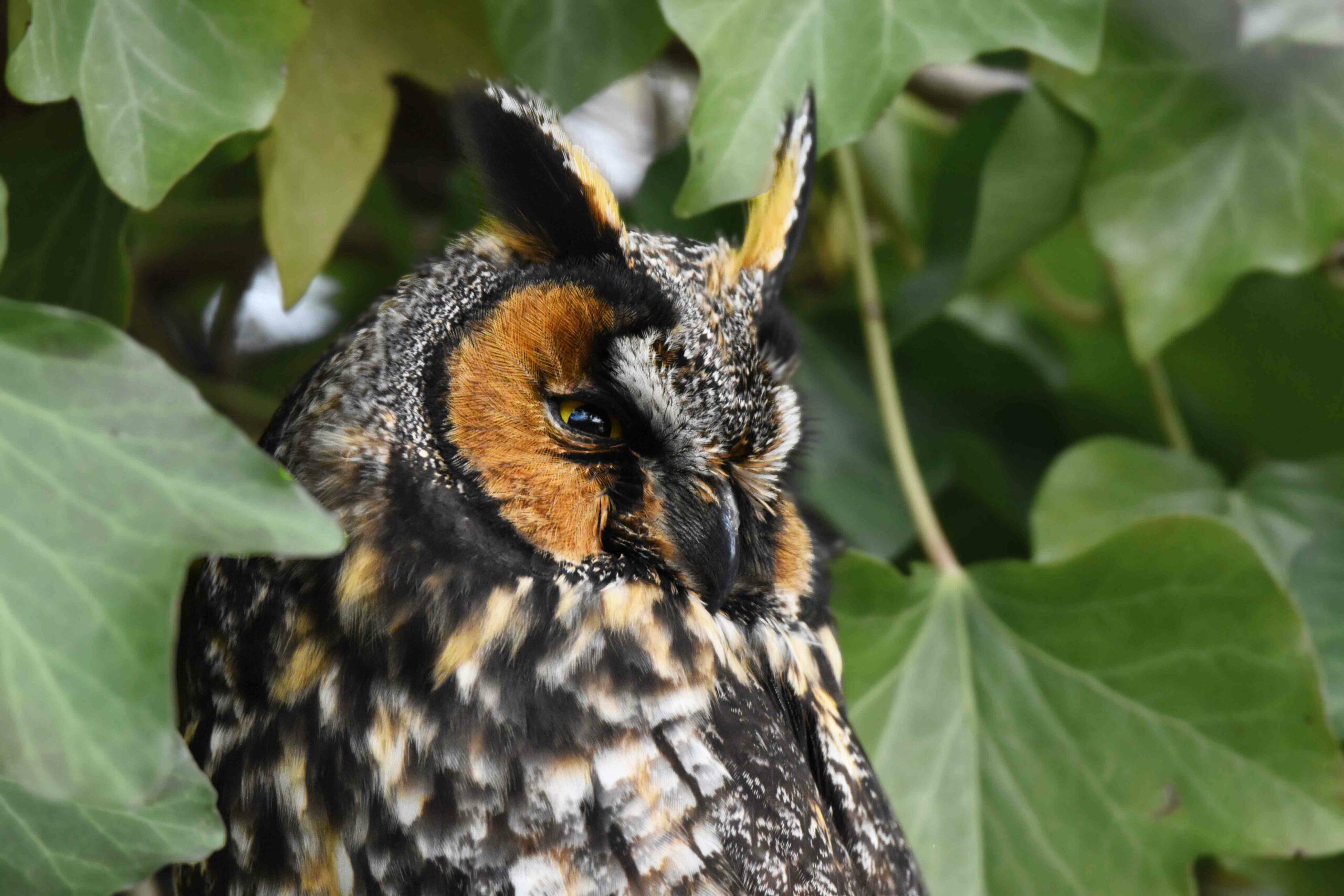 Long Eared owl looking in the distance, profile view