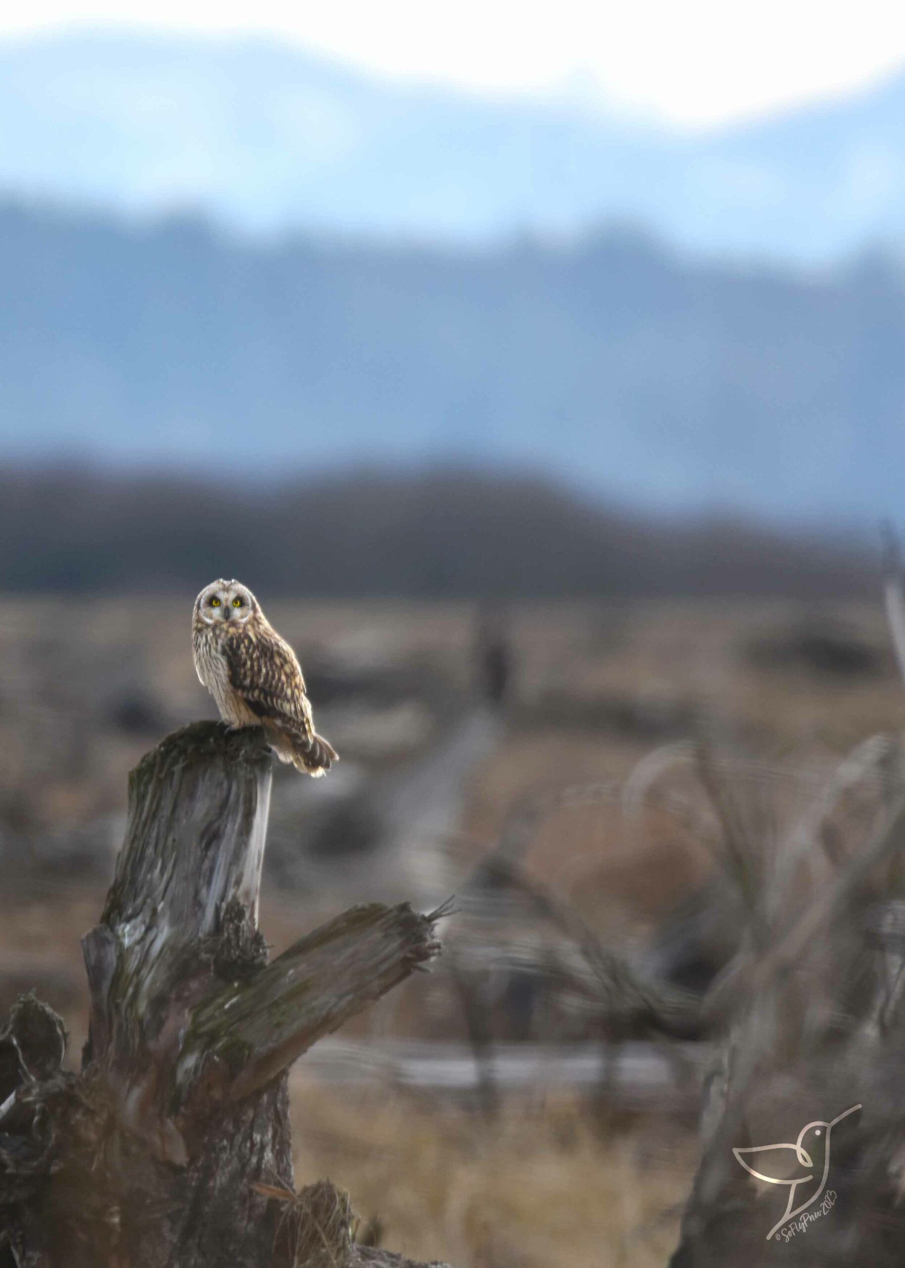 Short eared owl perched on a tree stump staring at camera
