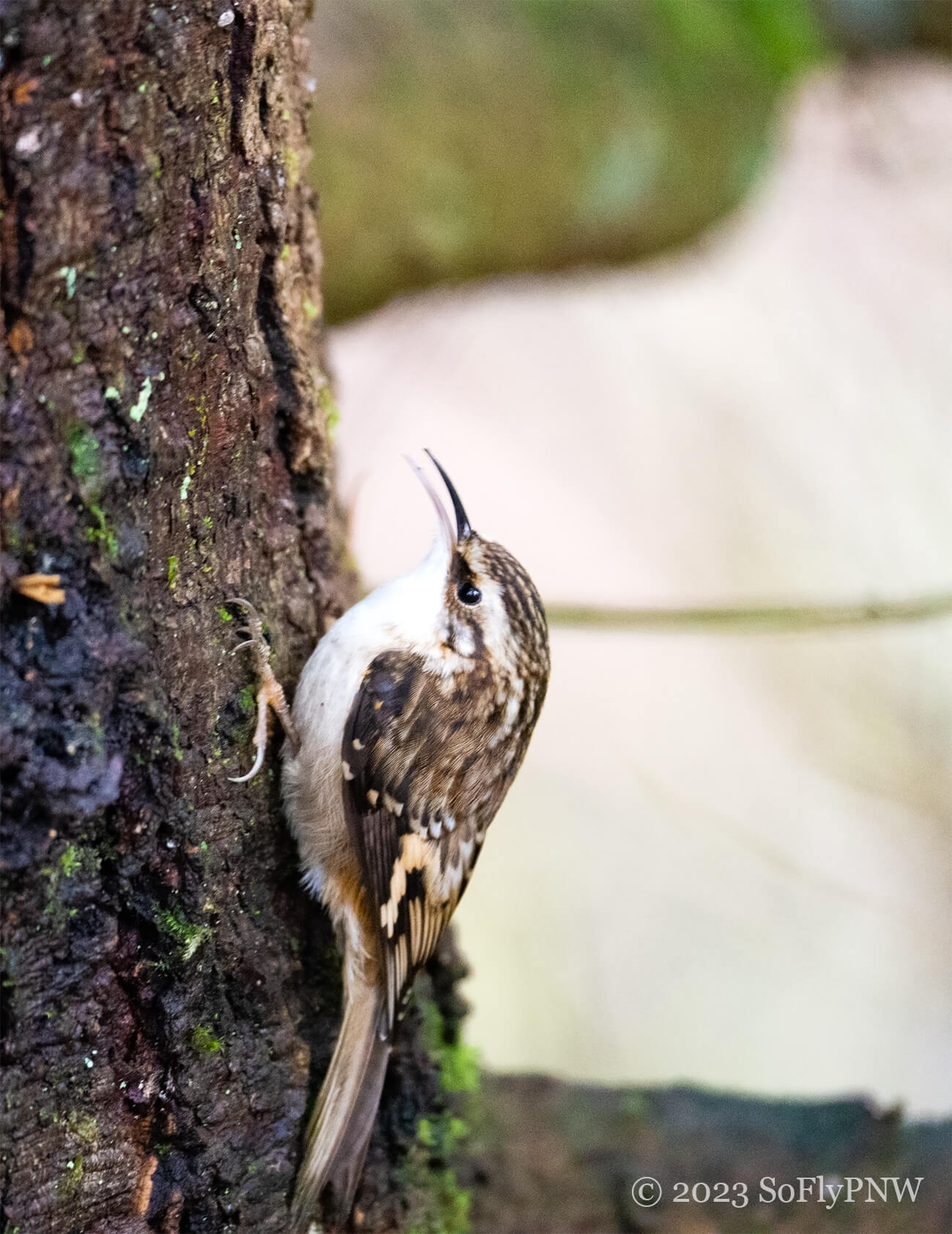 image of brown and white bird on side of tree