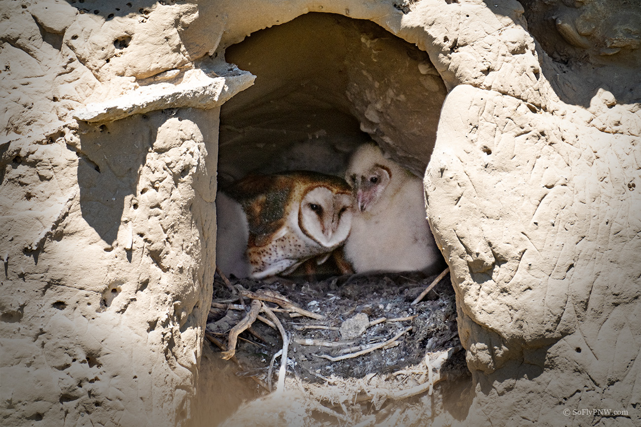 Barn Owl Nest